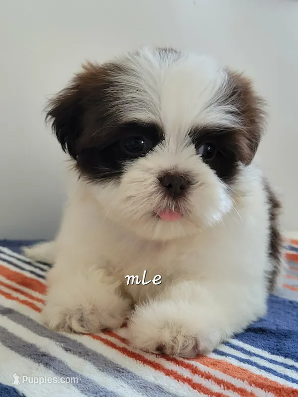 Teddy – Shih Tzu puppy for sale in San Antonio, TX