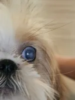 Gio, a female Shih Tzu for sale in San Antonio, TX – 4 of 6
