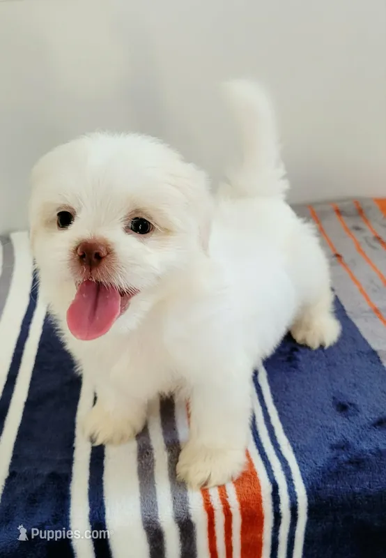 Casper – Shih Tzu puppy for sale in San Antonio, TX