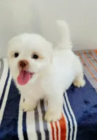 Casper, a male Shih Tzu for sale in San Antonio, TX – 1 of 4