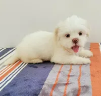 Lucy, a female Shih Tzu for sale in San Antonio, TX – 4 of 4