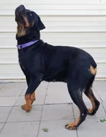 Luther , a male Rottweiler for sale in San Antonio, TX – 5 of 9