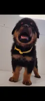 Truks, a male Rottweiler for sale in San Antonio, TX – 7 of 9