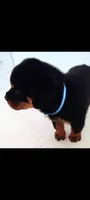 Buddy, a male Rottweiler for sale in San Antonio, TX – 3 of 4