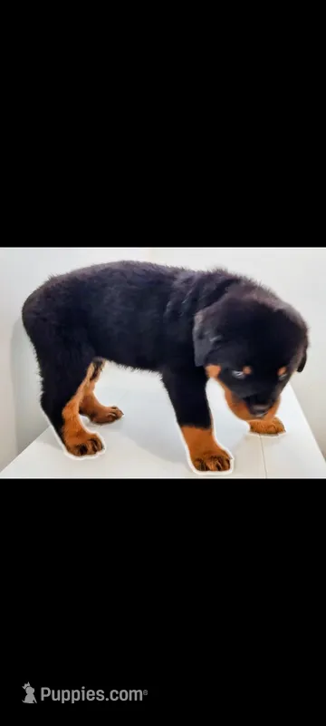 Terris – Rottweiler puppy for sale in San Antonio, TX