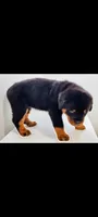 Terris, a male Rottweiler for sale in San Antonio, TX – 1 of 3