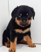 Alina, a female Rottweiler for sale in San Antonio, TX – Photo 1 of 6