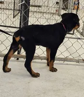 Zelda AKC , a female Rottweiler for sale in San Antonio, TX – 3 of 3
