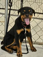 Zelda AKC , a female Rottweiler for sale in San Antonio, TX – 2 of 3