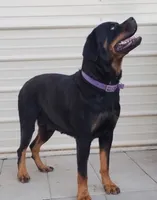 Luther , a male Rottweiler for sale in San Antonio, TX – 2 of 9