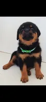 Crate, a male Rottweiler for sale in San Antonio, TX – 2 of 8