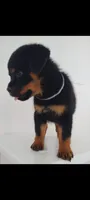 Kayan, a female Rottweiler for sale in San Antonio, TX – 3 of 3