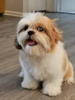 Gio, a female Shih Tzu for sale in San Antonio, TX – 3 of 6
