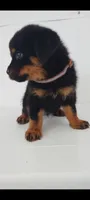Rocky, a male Rottweiler for sale in San Antonio, TX – 5 of 8
