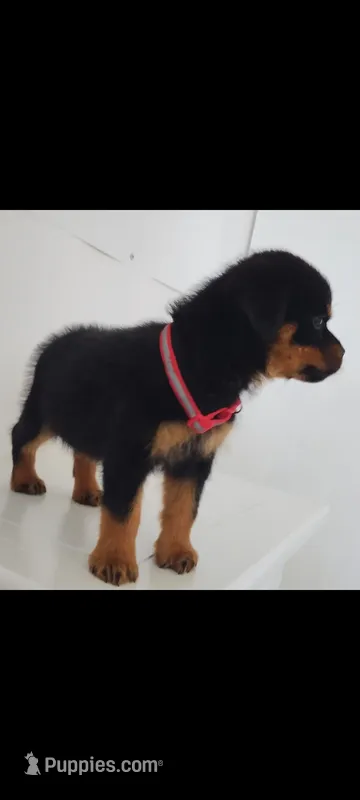 Kassi  – Rottweiler puppy for sale in San Antonio, TX