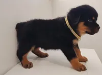 Jamz, a male Rottweiler for sale in San Antonio, TX – 5 of 6