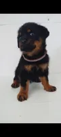 Devin , a male Rottweiler for sale in San Antonio, TX – 1 of 3