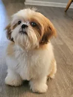Gio, a female Shih Tzu for sale in San Antonio, TX – 2 of 6