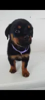 Thea, a female Rottweiler for sale in San Antonio, TX – 4 of 4
