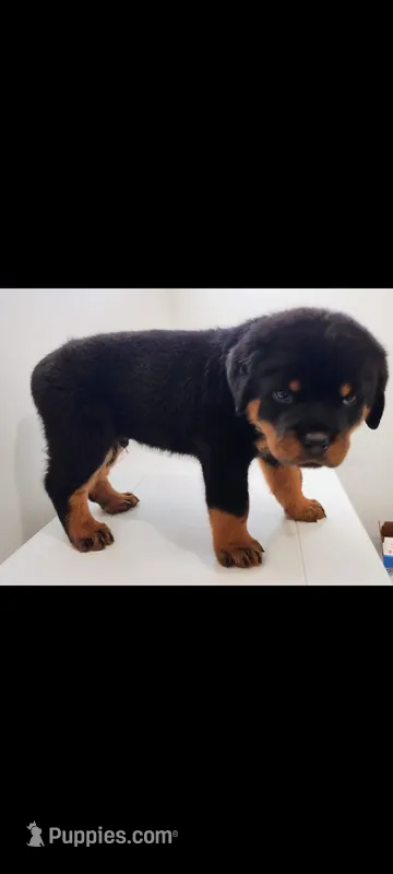 Buddy – Rottweiler puppy for sale in San Antonio, TX