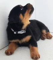 Toslee, a male Rottweiler for sale in San Antonio, TX – Photo 5 of 6