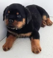 Toslee, a male Rottweiler for sale in San Antonio, TX – Photo 3 of 6