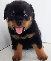 Toslee, a male Rottweiler for sale in San Antonio, TX – Photo 1 of 6