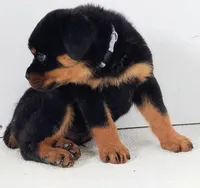 Toslee, a male Rottweiler for sale in San Antonio, TX – Photo 6 of 6