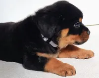 Toslee, a male Rottweiler for sale in San Antonio, TX – Photo 4 of 6