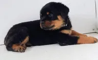 Toslee, a male Rottweiler for sale in San Antonio, TX – Photo 2 of 6