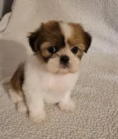 Kelsey , a female Shih Tzu for sale in San Antonio, TX – 2 of 3