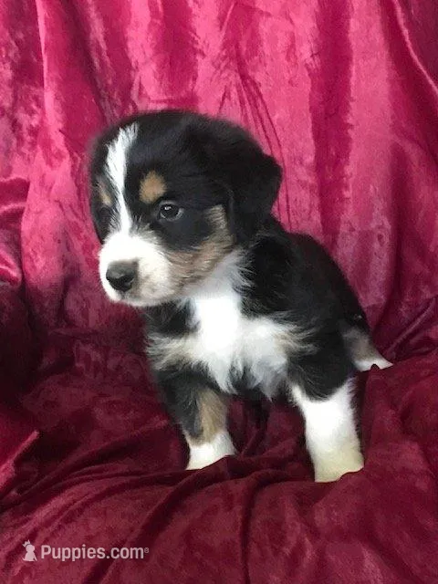 MOLLY - MOTHER'S DAY SALE!, a female Border Collie for sale in Atoka, OK – Photo 2 of 5