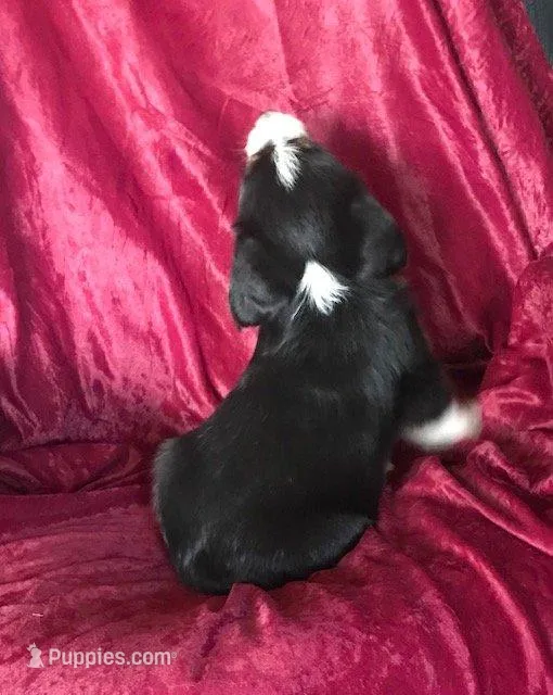 MOLLY - MOTHER'S DAY SALE!, a female Border Collie for sale in Atoka, OK – Photo 4 of 5