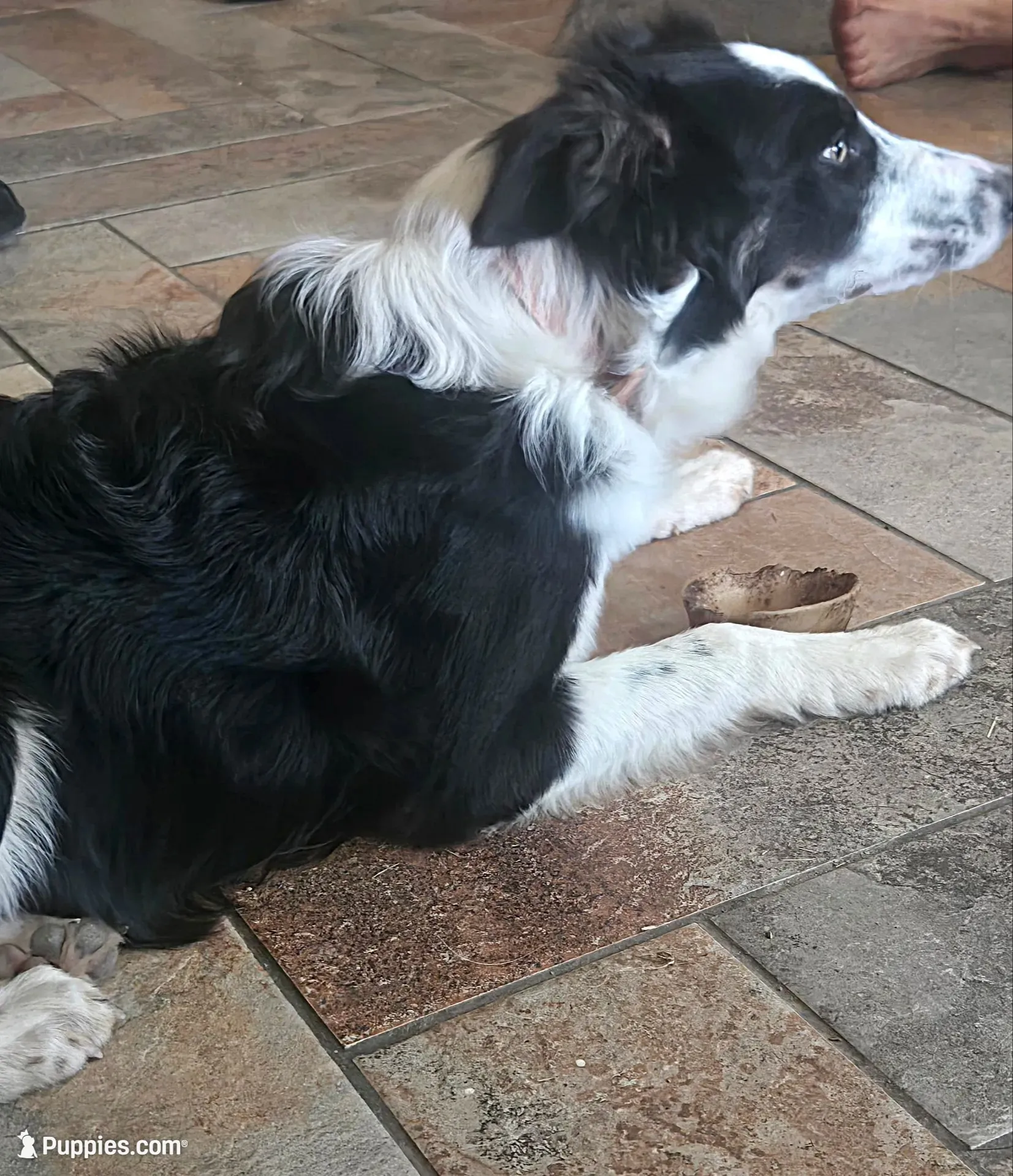 JOY- 4TH OF JULY SALE!, a female Border Collie for sale in Atoka, OK – 2 of 3