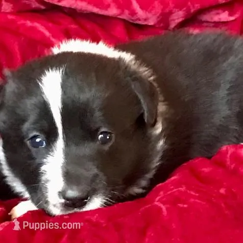 JAKE, a male Border Collie for sale in Atoka, OK – Photo 3 of 5