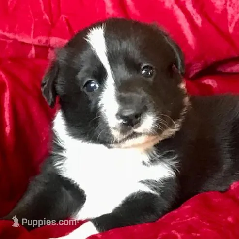 JAKE, a male Border Collie for sale in Atoka, OK – Photo 5 of 5