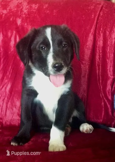 JAKE – Border Collie puppy for sale in Atoka, OK