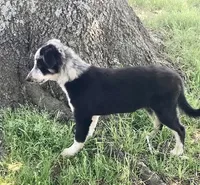 BUDDY-Sale, a male Border Collie for sale in Atoka, OK – Photo 3 of 5
