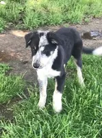 BUDDY-Sale, a male Border Collie for sale in Atoka, OK – Photo 2 of 5