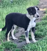 BUDDY-Sale, a male Border Collie for sale in Atoka, OK – Photo 4 of 5