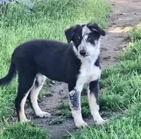BUDDY-Sale, a male Border Collie for sale in Atoka, OK – Photo 5 of 5