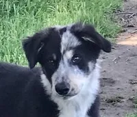 BUDDY-Sale, a male Border Collie for sale in Atoka, OK – Photo 1 of 5