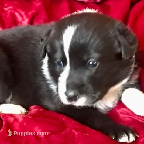 JAKE, a male Border Collie for sale in Atoka, OK – Photo 4 of 5