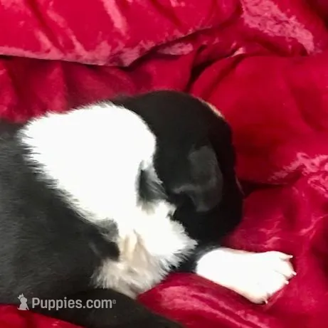 JAKE, a male Border Collie for sale in Atoka, OK – Photo 2 of 5