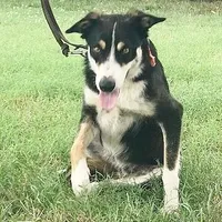 AUDREY - ON SALE!, a male Border Collie for sale in Atoka, OK – Photo 5 of 5