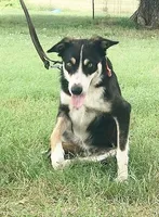 AUDREY - ON SALE!, a male Border Collie for sale in Atoka, OK – Photo 5 of 5
