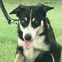 AUDREY - ON SALE!, a male Border Collie for sale in Atoka, OK – Photo 1 of 5