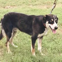 AUDREY - ON SALE!, a male Border Collie for sale in Atoka, OK – Photo 3 of 5