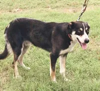 AUDREY - ON SALE!, a male Border Collie for sale in Atoka, OK – Photo 3 of 5