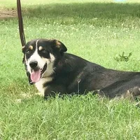 AUDREY - ON SALE!, a male Border Collie for sale in Atoka, OK – Photo 4 of 5